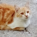 Muh. Dzaki Mu'alimin