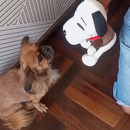 Mafi 