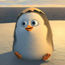 HANZ pinguino