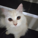 Aira Azahra