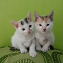 Nurul Amaly