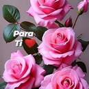 Rosa Calle 