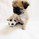 MI PERRITO FIU FIU 