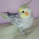 Toli 