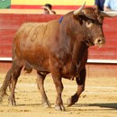 Hugo Arguiñano  Armendáriz