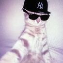 💥El gato con flow 💥 