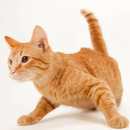 Santiago Jallurani Pinto