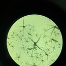 Puteri Regita Cahyani_34