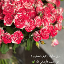 Durar الكيومي