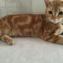 Muhammad Langit Altarf