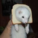 BENAT TRUEBA ELGUEZABAL