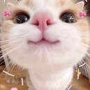 Coni 