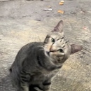 Bocil Murkaaa