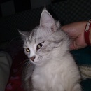 ROIKHANUL ILMAN NAFI`