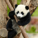 Panda🌸🐼🙃 