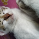 ANGGITA PRASETYANINGRUM