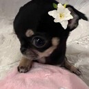 Abril Os 