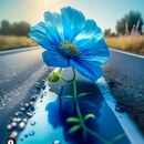 abeer jaber