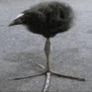Derekito 