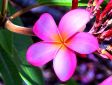 Flor Maria Nieto Lezama