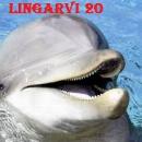 LINGARVI 20