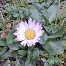 Daisy Camus