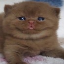 Tiramisuuu :3