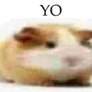 cobayito 