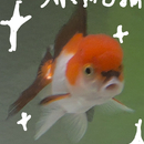 Swimmy Jimmy. Da Fish.