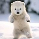 Lola Bear