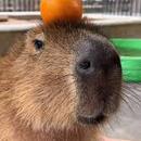 Adolf Chinkler