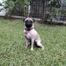 Mayalovespugs 