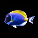 Jay 