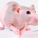 RATA CALVA