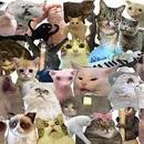 TU GATITA MIAU MIAU