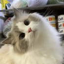 Mimi 