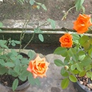 Wilda 