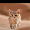 Ghoufrane El BERTIA