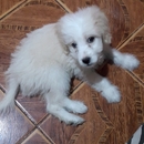 Nelly Corina Arellano Macías 1ro C