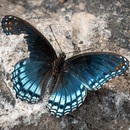 Mariposa Comunicación