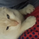 bluudud Nicol