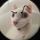 gatito_gamer 