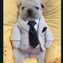 pibble con corbata Angel Avila :)