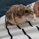 Bollilo Quemado