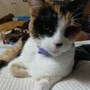 Sary Miau
