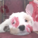 Lu 