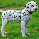 Guiu Romero Granados