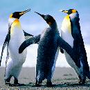 Goreti Alvarado PONCE