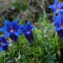 Mladenka Jelić-Topalić