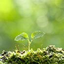 Glòria Casals Puixeu